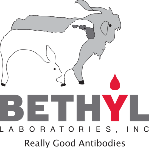 Bethyl品牌抗体